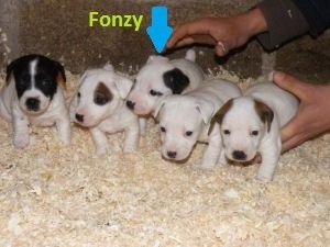 Fonzy (Sans Affixe)